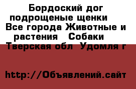 Бордоский дог подрощеные щенки.  - Все города Животные и растения » Собаки   . Тверская обл.,Удомля г.